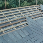 Plants: image 2 0f 3 thumb